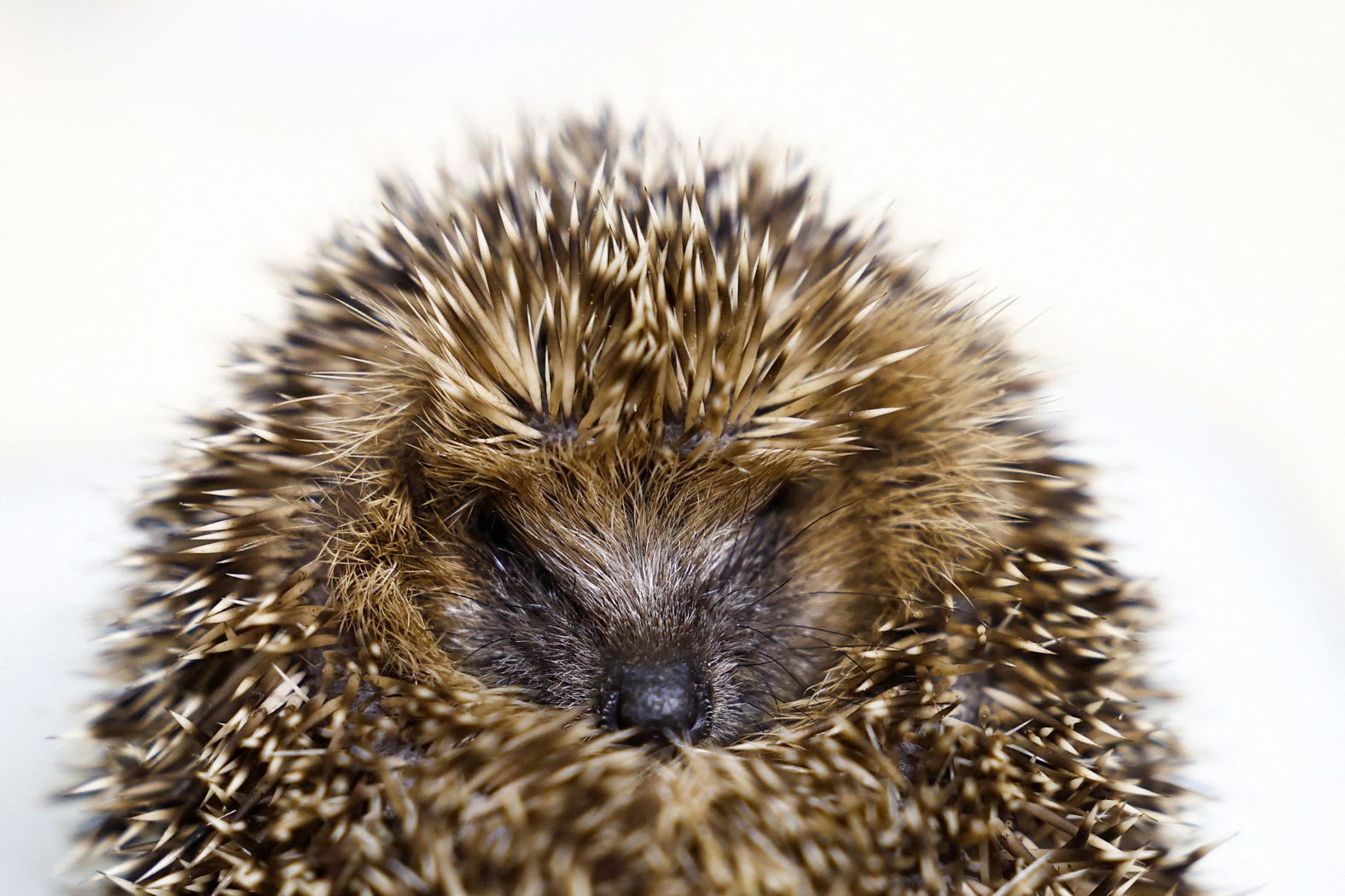 A hedgehog is seen at Les P'tits Kipik, a hedgehog care center in Orsay, France, on Friday, October 25.