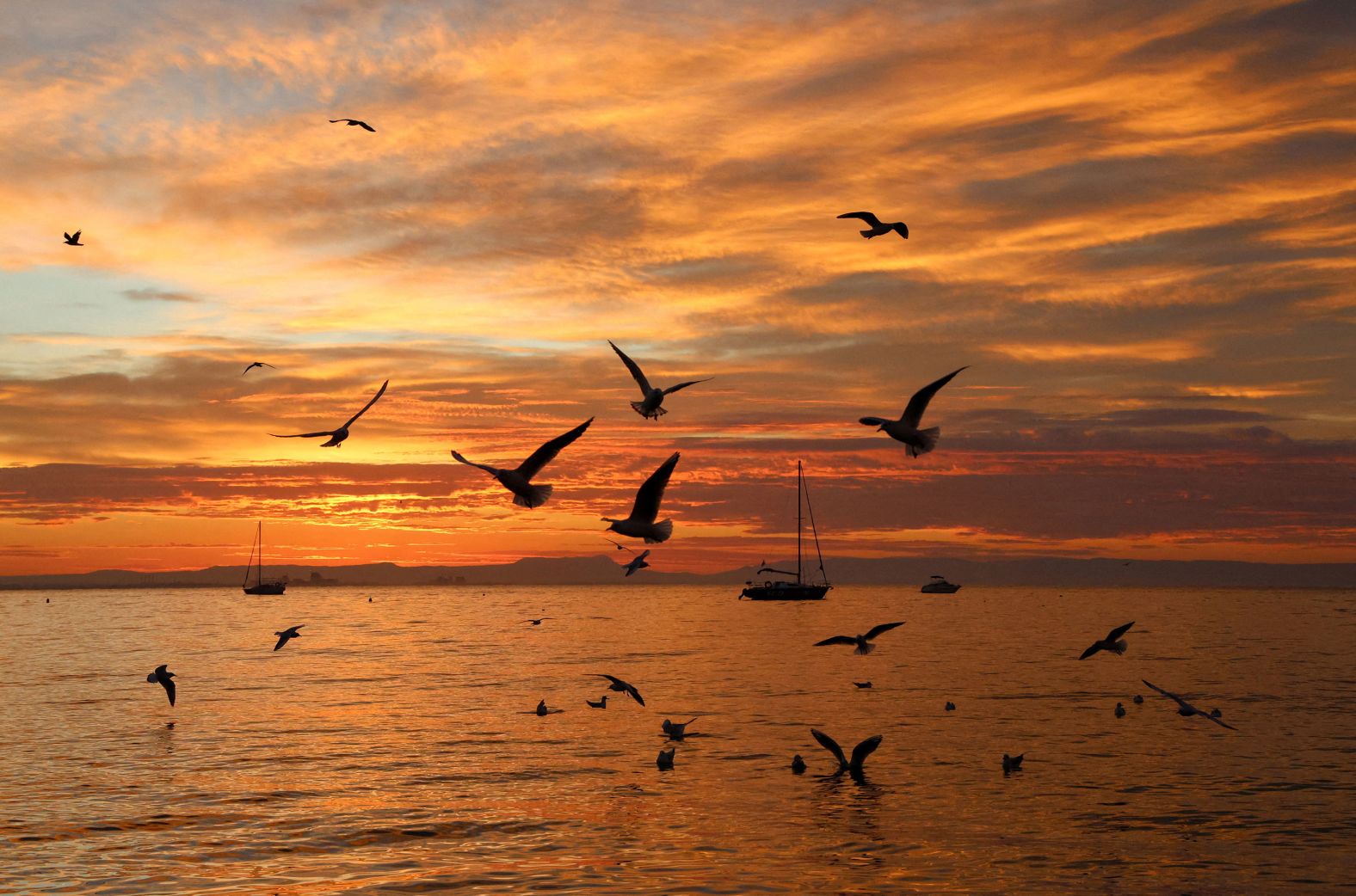 Birds glide over calm waters of the Black Sea at sunrise off the coast of Yevpatoriya, Crimea, on Thursday, November 27.