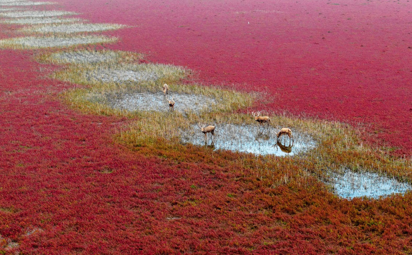 Deer forage in the Tiaozini Wetland in Yancheng, China, on Wednesday, October 16.