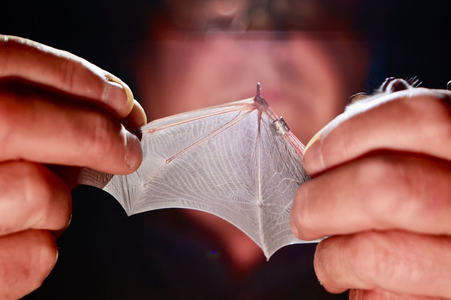 Bat expert Bernd Ohlendorf examines bats at the Herrmansh?hle cave in Rübeland, Germany, on Tuesday, August 27.