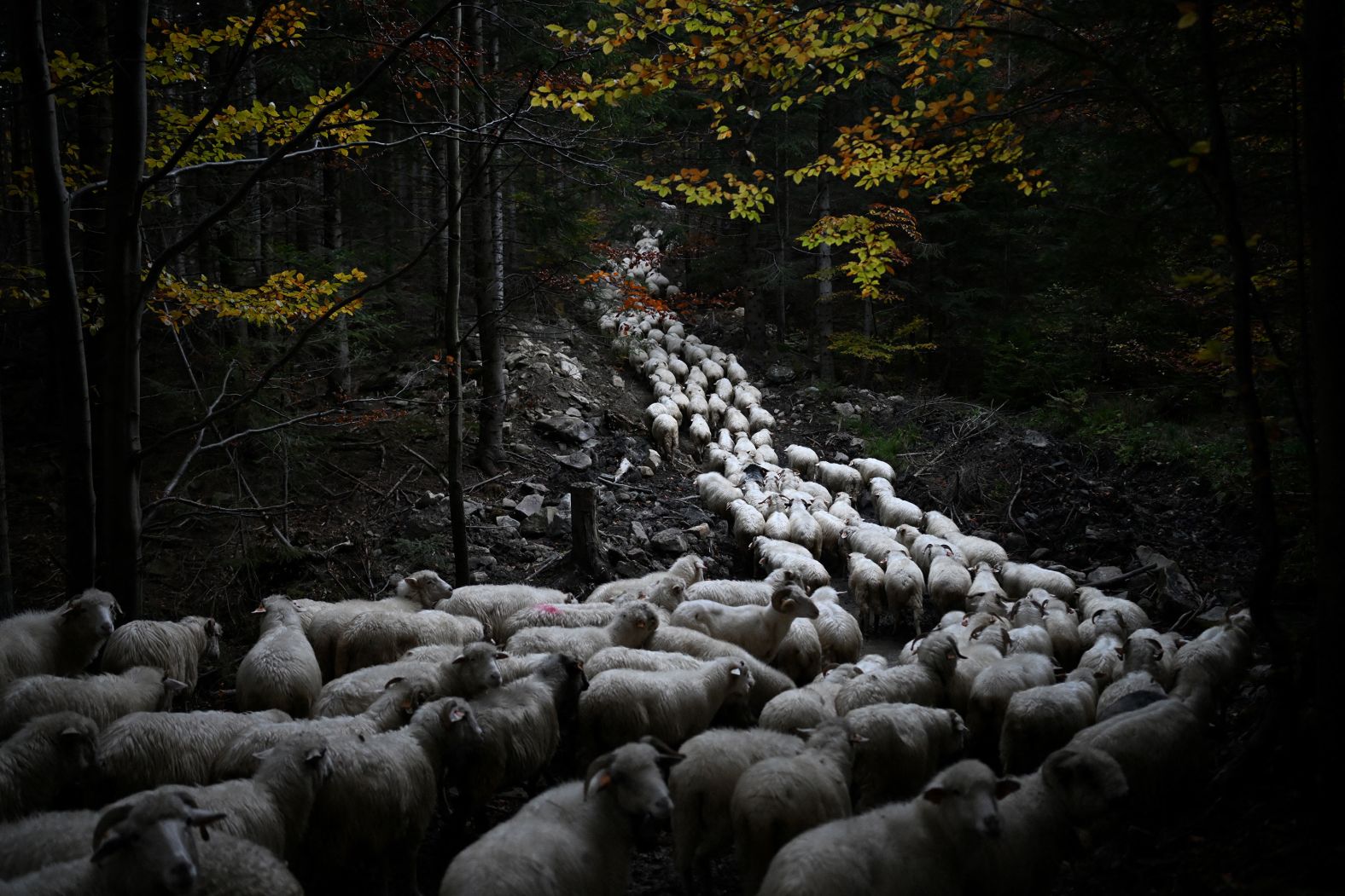 Sheep walk through the Tatra Mountains, near the Polish village of Skawica, during the autumn “redyk,” a centuries-old highlander tradition marking the end of the grazing season, on Sunday, October 20.