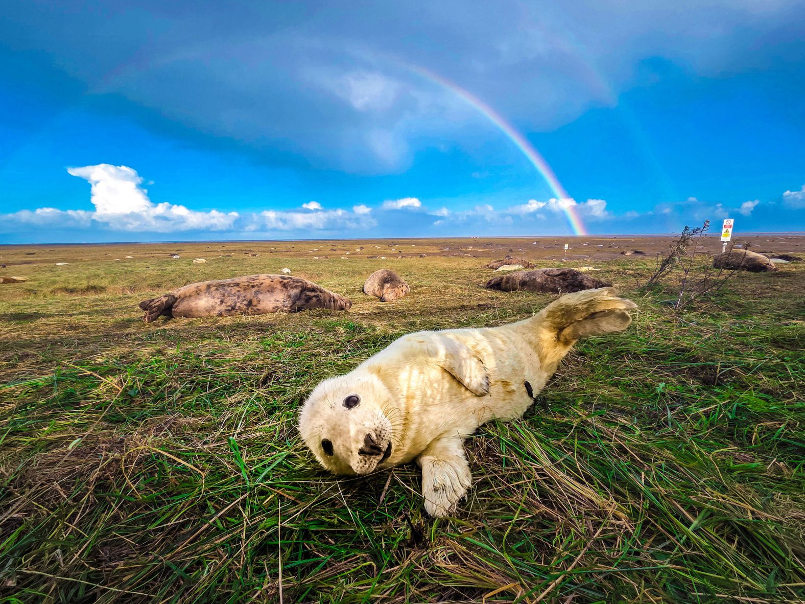 A rainbow forms behind a grey seal pup at the Donna Nook National Nature Reserve in Lincolnshire, England, on Tuesday, November 25.
