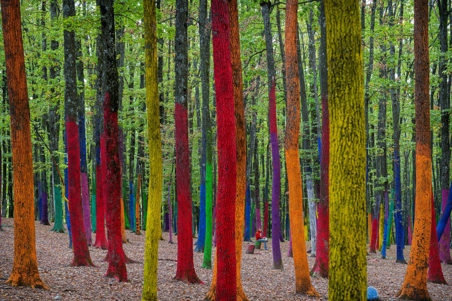 A young man sits in The Colored Forest, a local artists project in Poenari, Romania, on Saturday, October 12. The project is meant to raise awareness of large-scale deforestation.