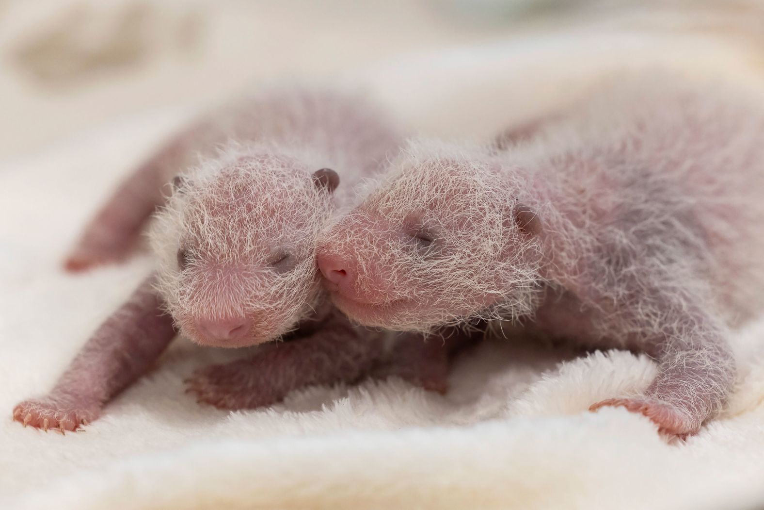 Newborn panda twins snuggle in this photo released by the Berlin Zoo on Friday, August 30.