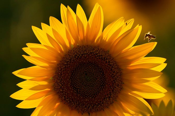 A bee approaches a sunflower in a field near Lawrence, Kansas, on Saturday, September 7. Kansas is known as the Sunflower State.