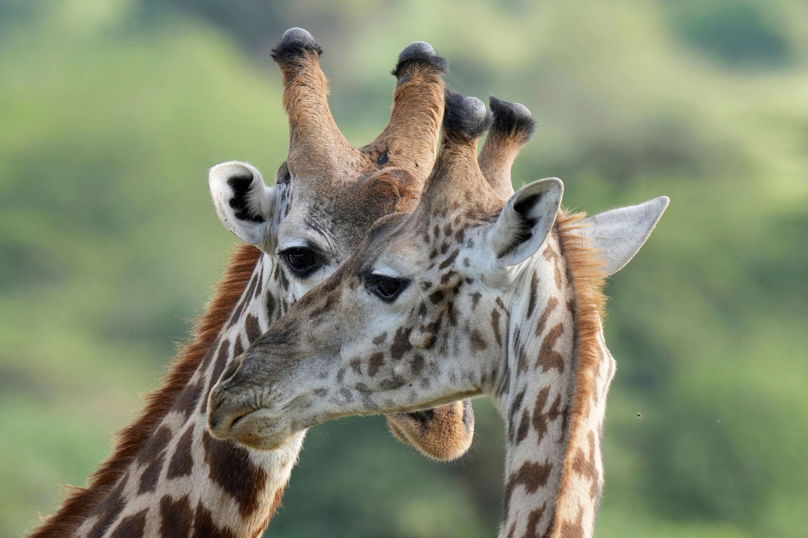 Two giraffes roam around the Nairobi National Park in Kenya on Wednesday, January 31.