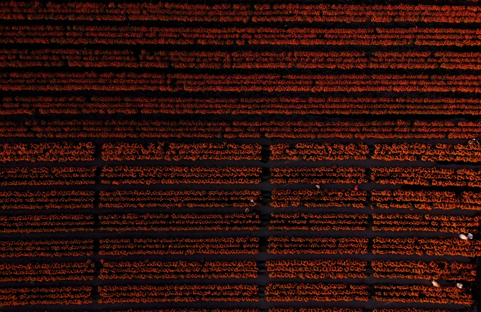 This aerial photo shows a field of marigold flowers in Tlajomulco de Zúñiga, Mexico, on Friday, October 25. Marigolds are commonly associated with the country’s annual <a href="index.php?page=&url=https%3A%2F%2Fwww.cnn.com%2Ftravel%2Fday-of-the-dead-traditions-explained-cec%2Findex.html">Day of the Dead celebrations</a>.