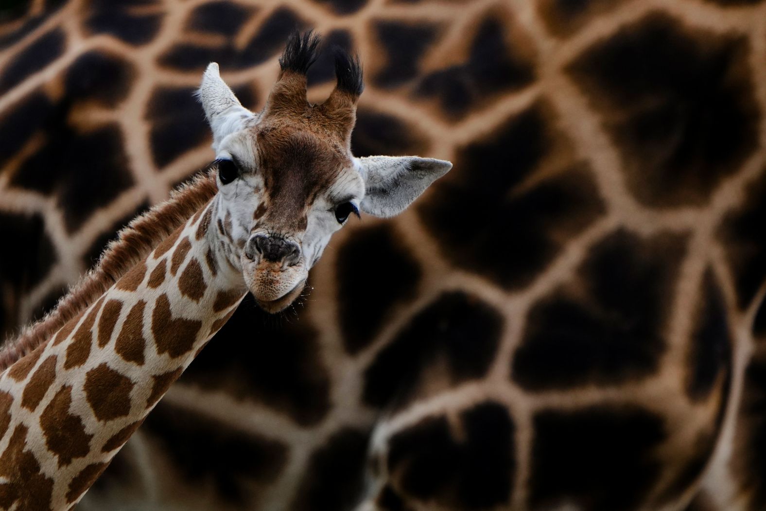 Emily, a newborn Rothschild's giraffe, stands in front of her mother, Katharina, at the Tierpark zoo in Berlin on Thursday, August 22.