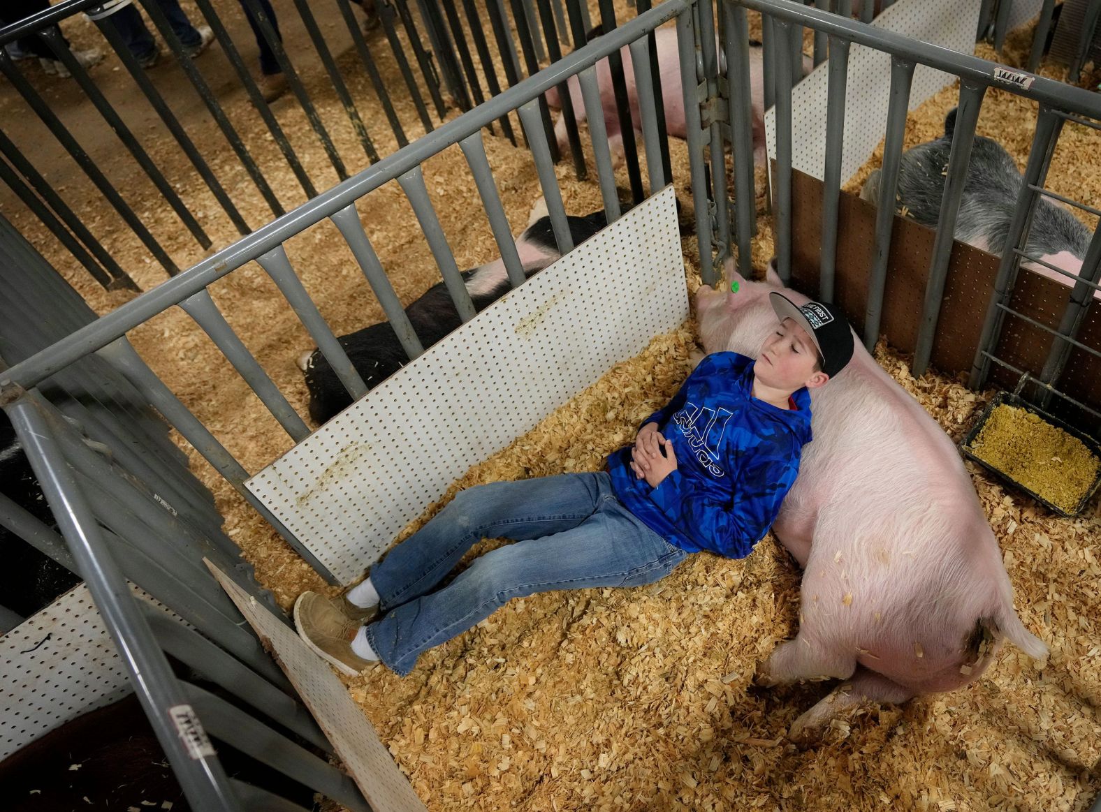 Hondo Young, 12, rests in a pen with his pig, Cracklin, at the Hays County Livestock Show in Dripping Springs, Texas, on Thursday, January 25.