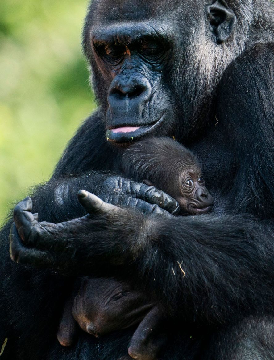 Bandia the gorilla sits with her newborn at the Detroit Zoo on Thursday, August 22.