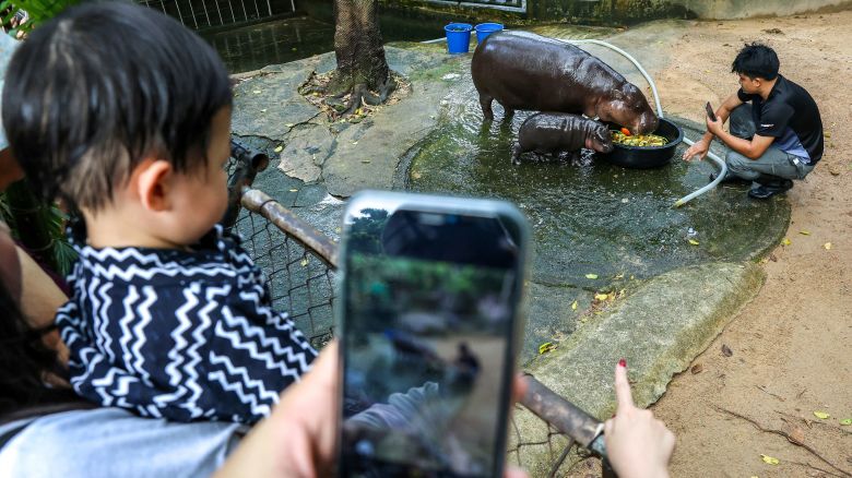 Hippo keeper Atthapon Nundee, 31, takes pictures of a two-month-old female pygmy hippo named "Moo Deng" who has recently become a viral internet sensation, at Khao Kheow Open Zoo in Chonburi province, Thailand, September 16, 2024. REUTERS/Athit Perawongmetha