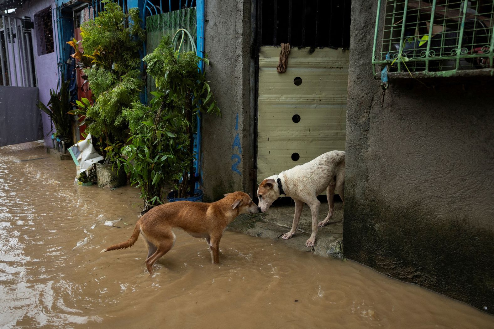 Dogs sniff each other along a flooded road in Baras, Philippines, on Monday, September 2. <a >Tropical storm Yagi</a>, known as Enteng in the Philippines, brought heavy rainfall across the country, killing at least 13 people, Reuters reported. The storm has rapidly intensified, becoming a super typhoon as it powers its way towards the Chinese holiday island of Hainan, where it is forecast to make landfall Friday evening.