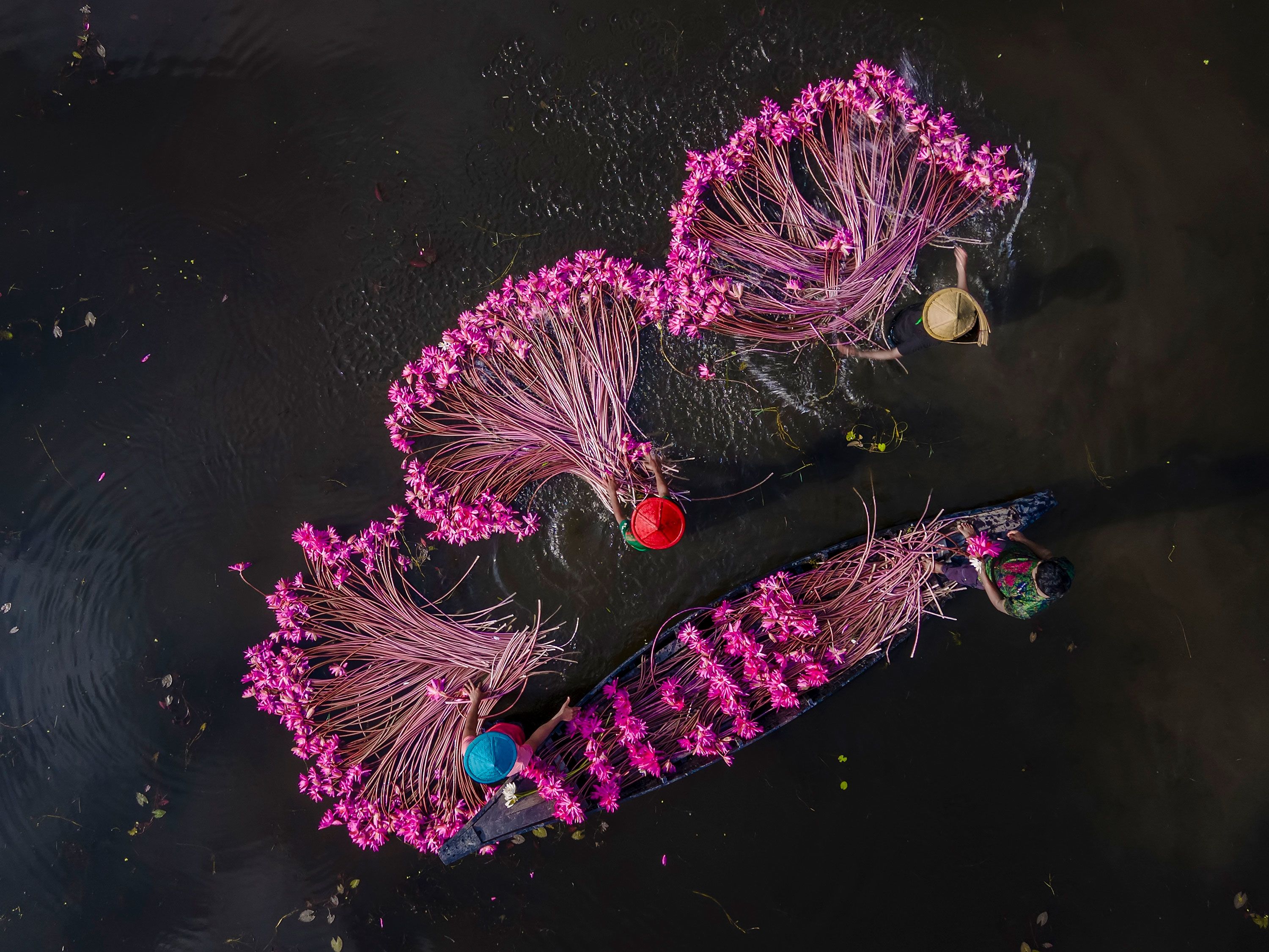 Farmers collecting water lilies in Bangladesh