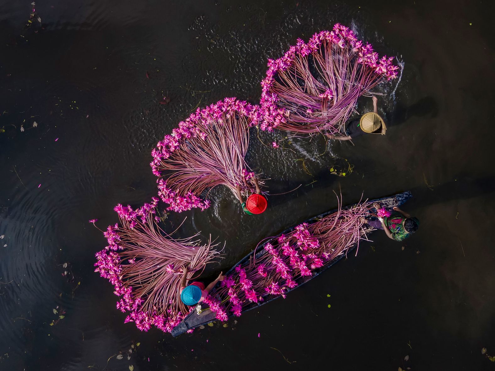 This aerial photo, taken on Sunday, September 29, shows farmers collecting water lilies in Uttar Satla, a Bangladeshi village.