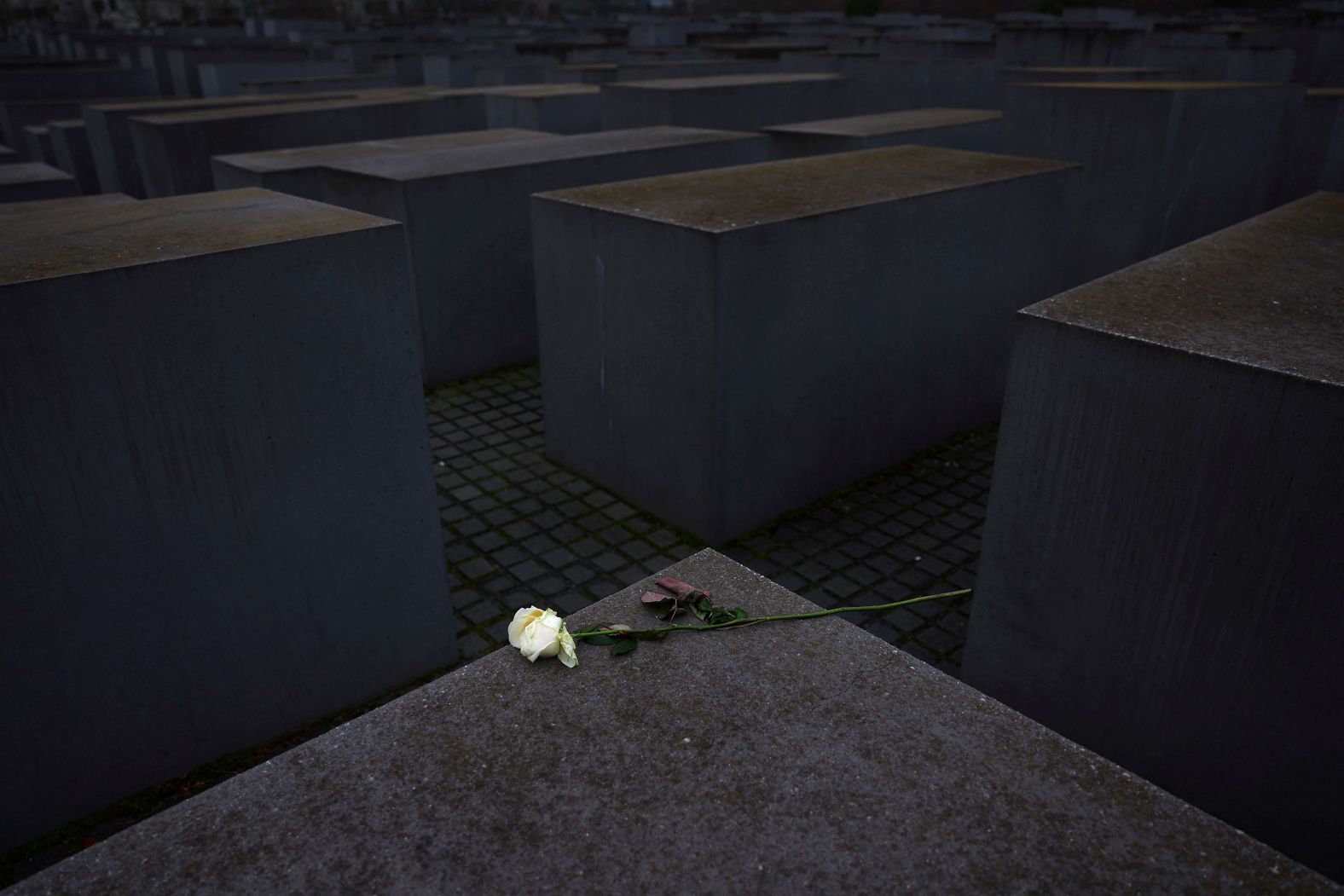 A white rose is placed at the Holocaust Memorial in Berlin on Friday, January 26, on the eve of International Holocaust Remembrance Day. <a href="index.php?page=&url=http%3A%2F%2Fwww.cnn.com%2F2024%2F01%2F25%2Fworld%2Fgallery%2Fphotos-this-week-january-18-january-25-ctrp%2Findex.html">See last week in 34 photos</a>.