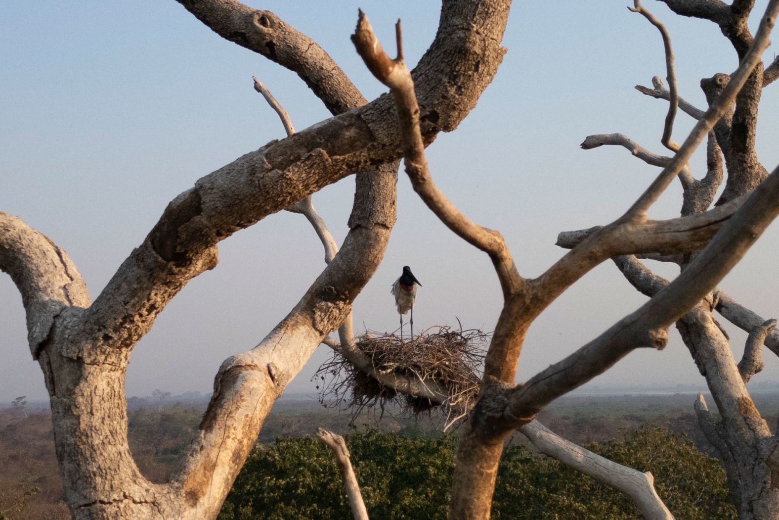 A jabiru stork stands in its nest Thursday, June 27, after being saved by firefighters in Corumbá, Brazil. <a href="index.php?page=&url=https%3A%2F%2Fwww.cnn.com%2F2024%2F06%2F14%2Famericas%2Fbrazil-pantanal-wetland-fires-intl-latam%2Findex.html">Fires in June broke historical records in Brazil’s Pantanal</a>, the largest tropical wetland on Earth.