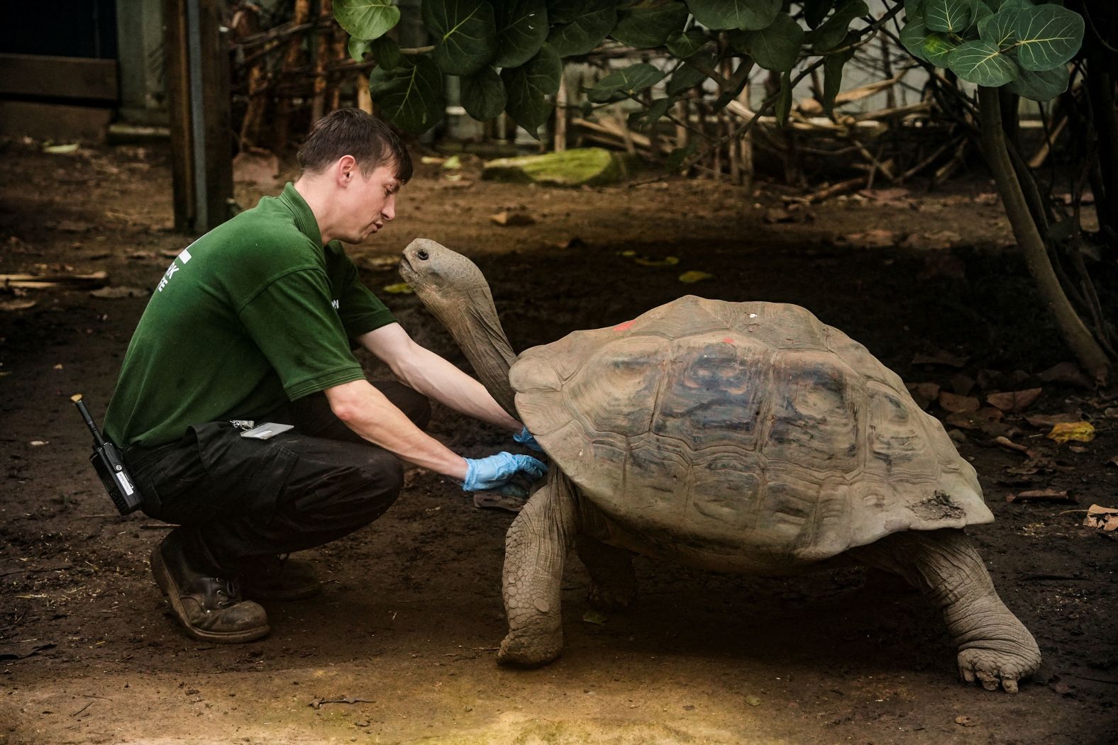 Priscilla, a Galapagos tortoise at the London Zoo, is inspected by zookeeper Jamie Mitchell on Monday, October 21. It was World Reptile Day.