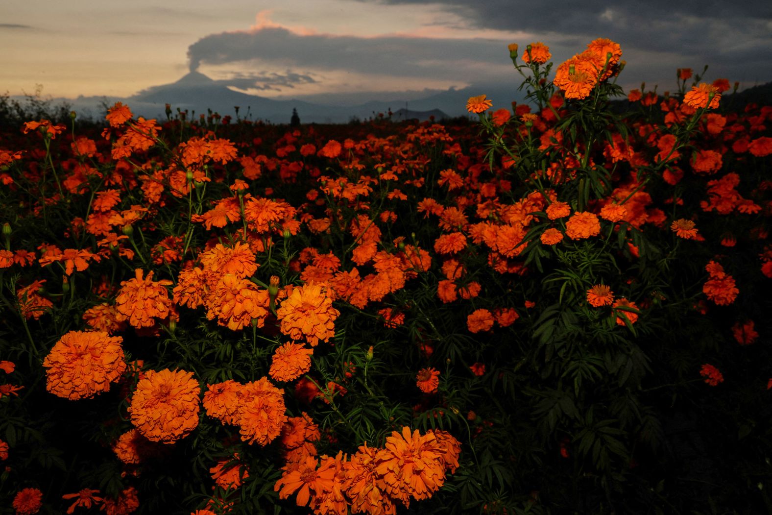 Marigold flowers are seen in San Pedro Cholula, Mexico, while the Popocatépetl volcano spews a column of ash and smoke in the background on Wednesday, October 23. <a href="index.php?page=&url=https%3A%2F%2Fwww.cnn.com%2F2024%2F10%2F17%2Fworld%2Fgallery%2Fphotos-this-week-october-10-october-17%2Findex.html">See last week in 36 photos</a>.