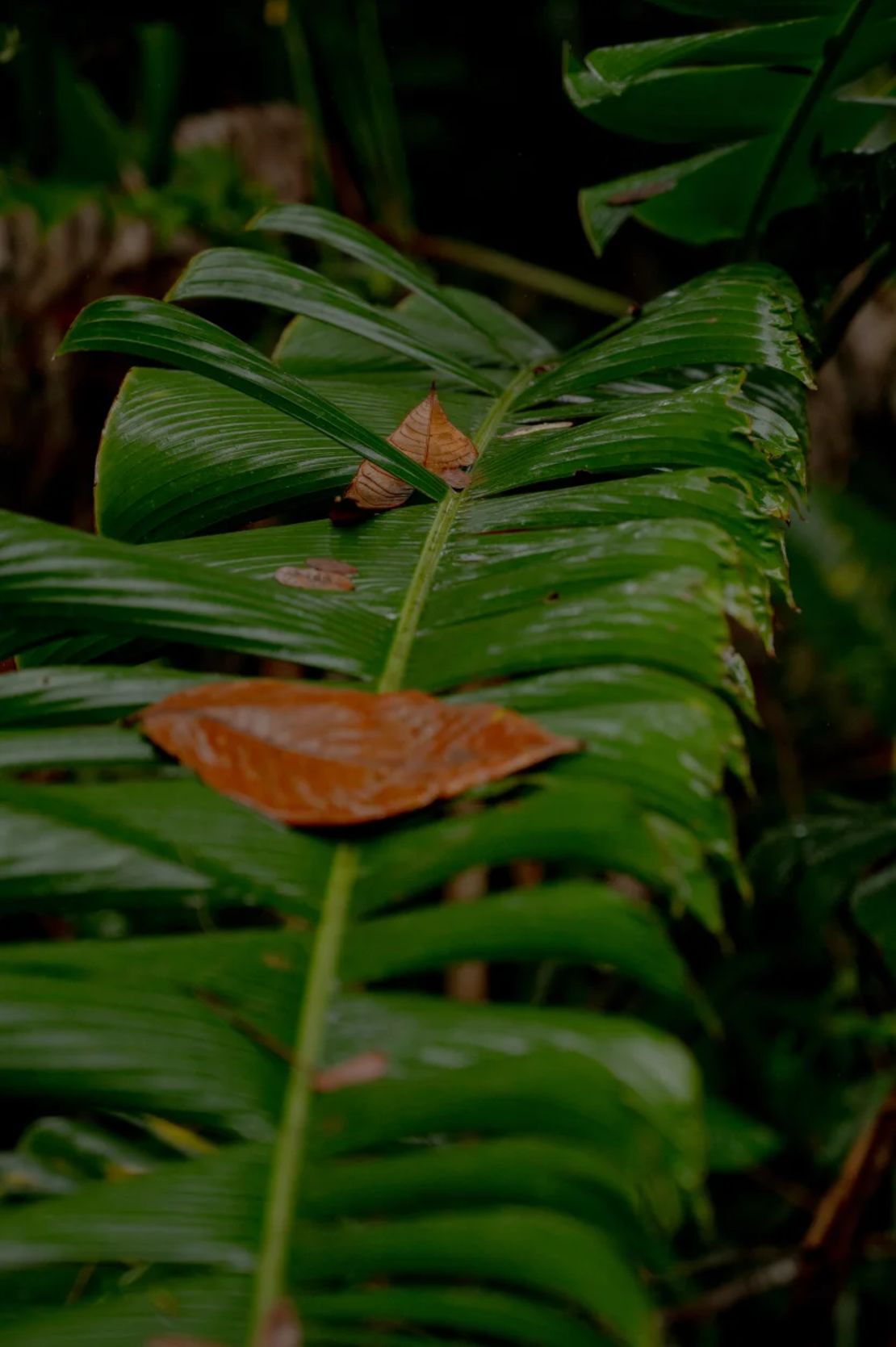 Vegetación en la densa selva tropical de la región de Barima-Waini en Guyana, el 8 de marzo de 2025.