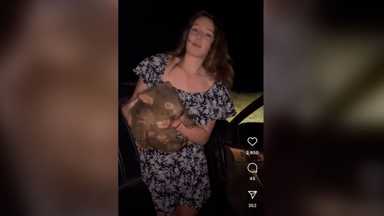 US tourist who sparked outrage picking up wombat says she was acting ...