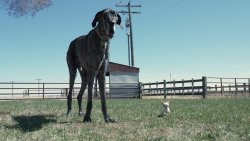 World Record Dog THUMB ALT.png