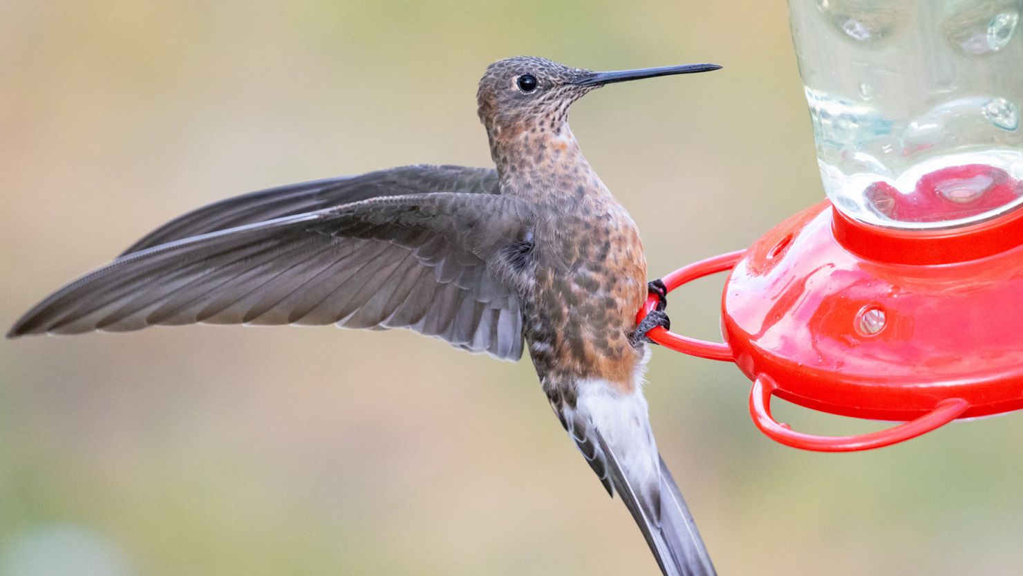A northern giant hummingbird can be seen attempting to alight on a traditional hummingbird feeder, which is designed for birds that are eight times smaller.