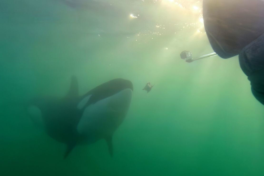 Researchers said there are many reasons why orcas bring humans food.