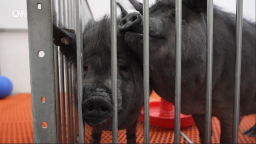 Xenotransplantation Thumbnail.png