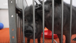 Xenotransplantation Thumbnail.png