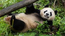 San Diego Zoo shares first-look photo of new giant panda Xin Bao.