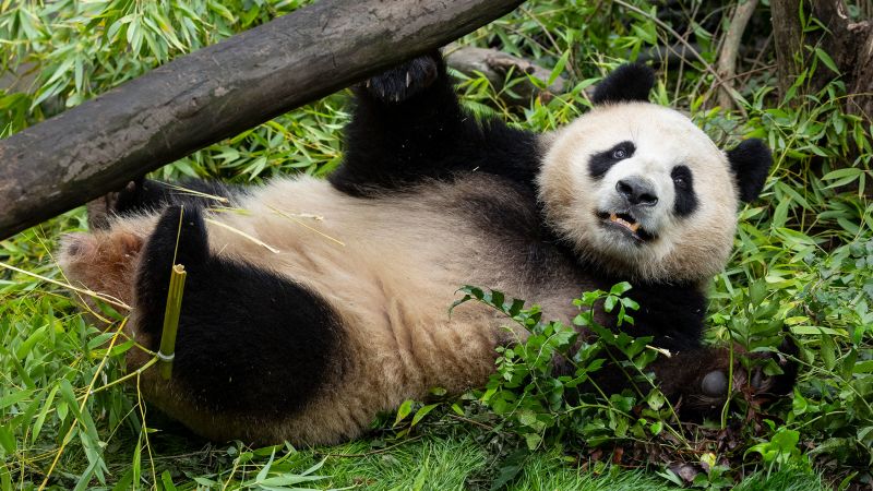 featured image thumbnail for post San Diego Zoo shares first look at new giant pandas following their arrival in US