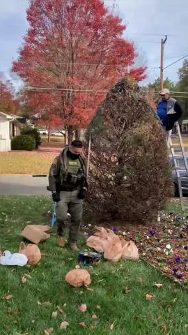 xmas tree clean thumb.jpg