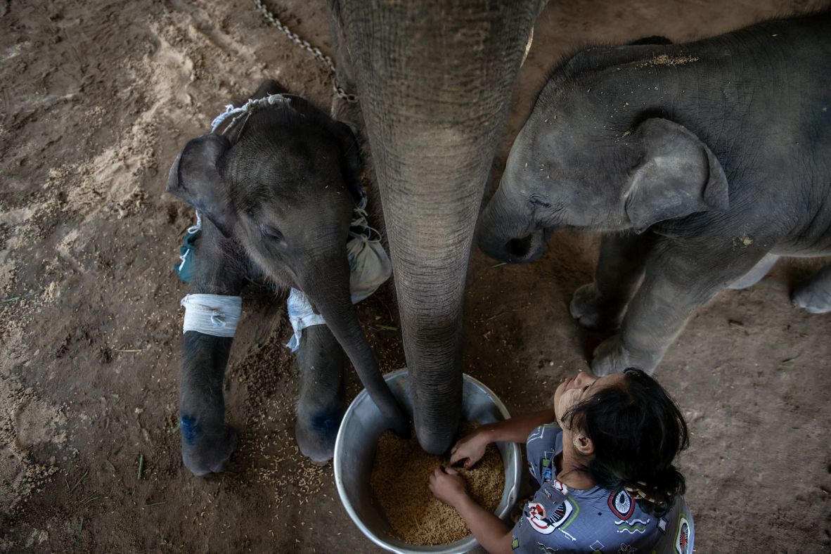 Mahout Hsu Mon Htike takes care of injured baby elephant Kyaw Pearl; his mother, Pearl Sanda; and his sister, Pearl Sint, at the Wingabaw Elephant Camp in Phayargyi, Myanmar, on Tuesday, June 24.