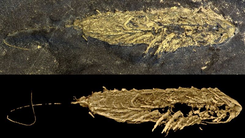 Stunning fossil preserved in fool’s gold reveals newly identified 450 million-year-old species