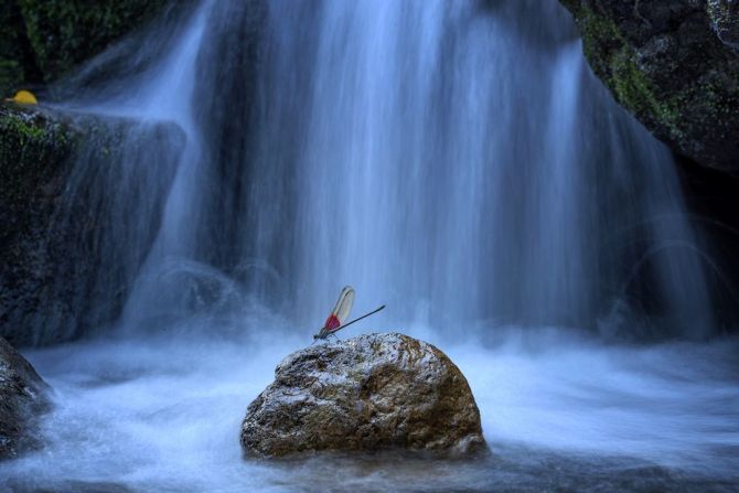 Una impresionante fotografía de un caballito del diablo descansando frente a una cascada en la Reserva Natural de Tianmushan convirtió a Yong Miao en un digno ganador de la categoría de mariposas y libélulas y en el primer vencedor de China en la competencia.