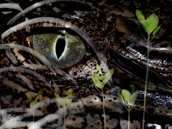 Nicholas Alexander Hess was awarded the Young Mangrove Photographer of the Year prize for his multiple exposure image of a young saltwater crocodile captured at low tide in the mangroves. “I used the multiple exposure mode in my camera to superimpose layers onto my image of the croc's eye to capture more of the scene without sacrificing detail of the eye,” he said in a press release.