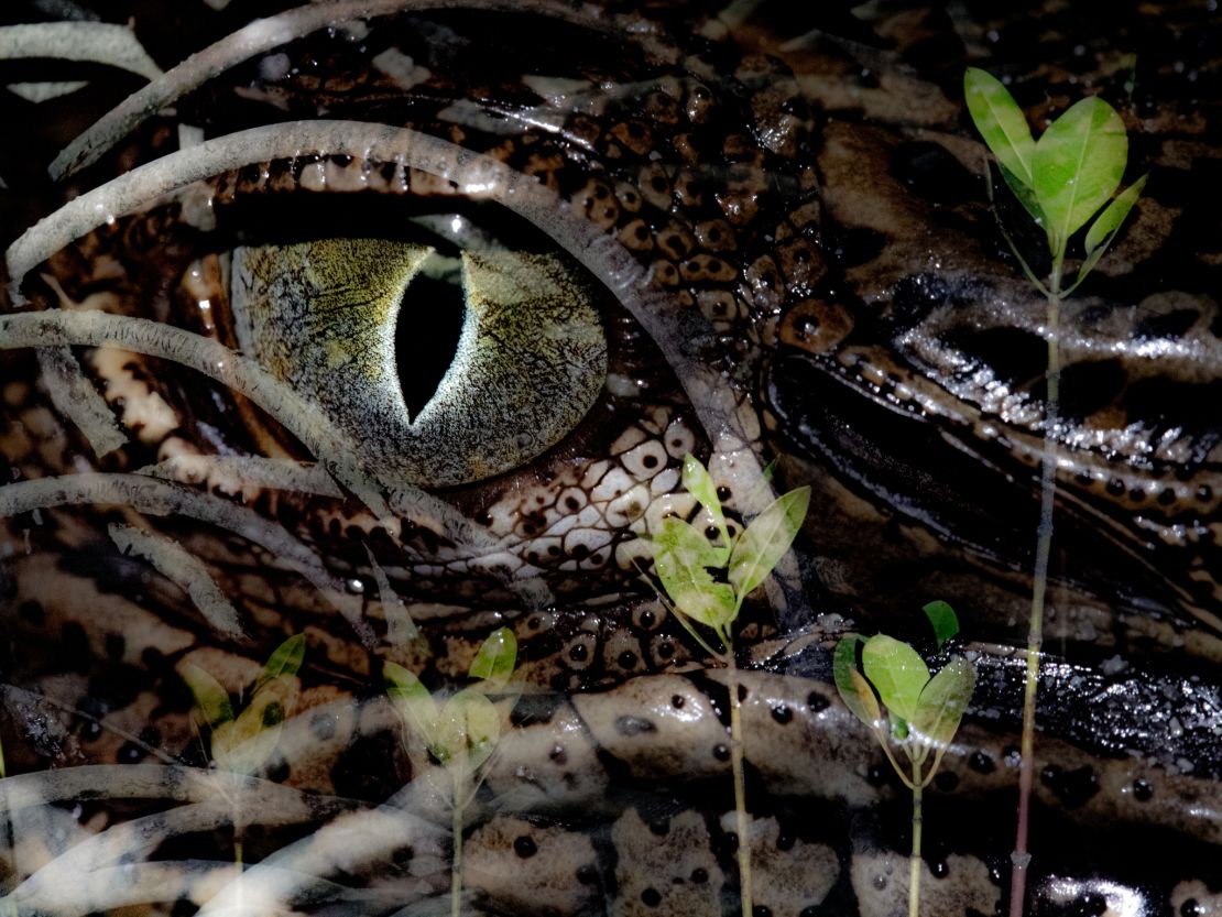 A multiple exposure photograph of a saltwater crocodile's eye in a mangrove forest in Australia.