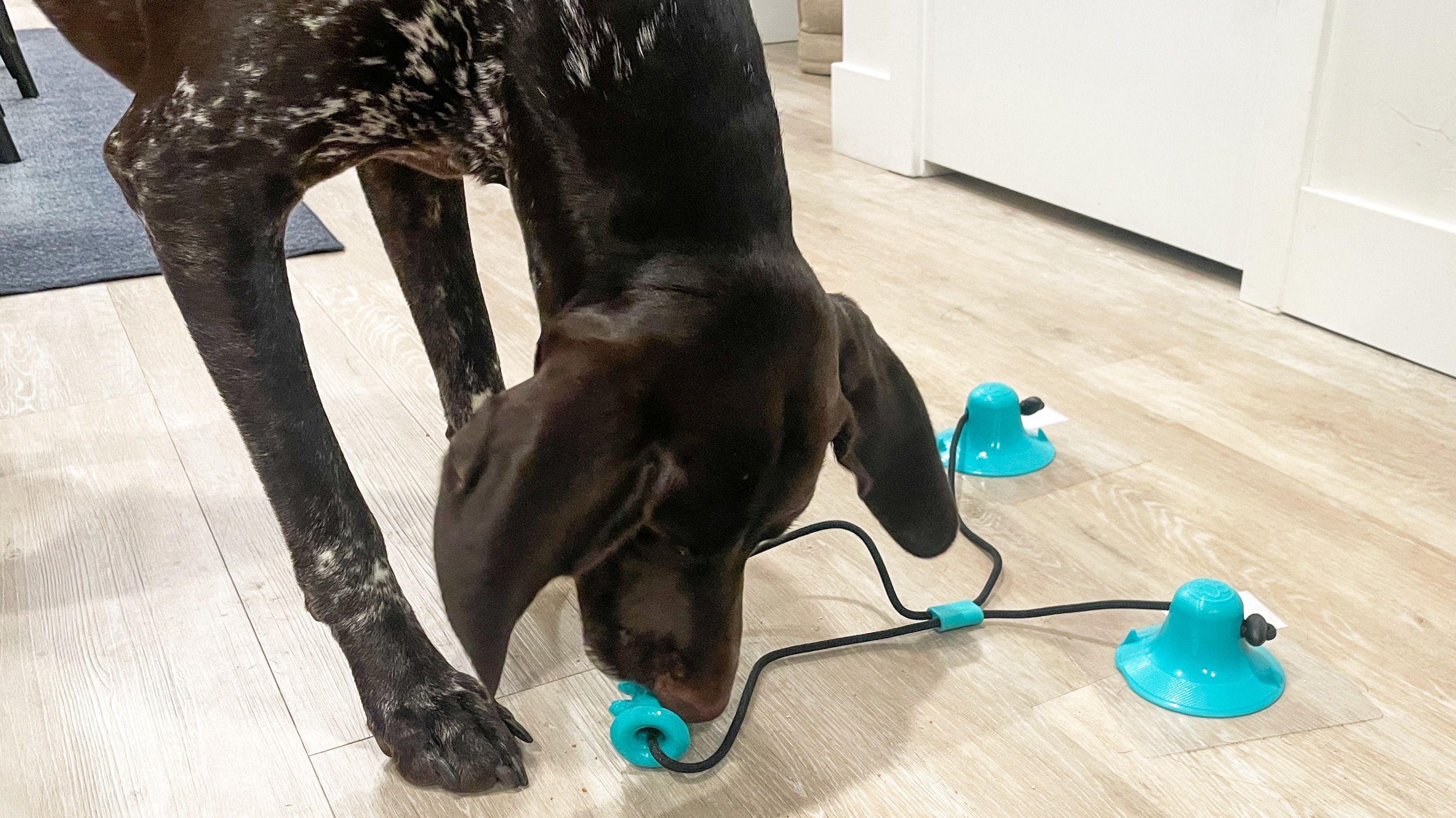 Yudian Suction Cup Dog Toy review | CNN Underscored