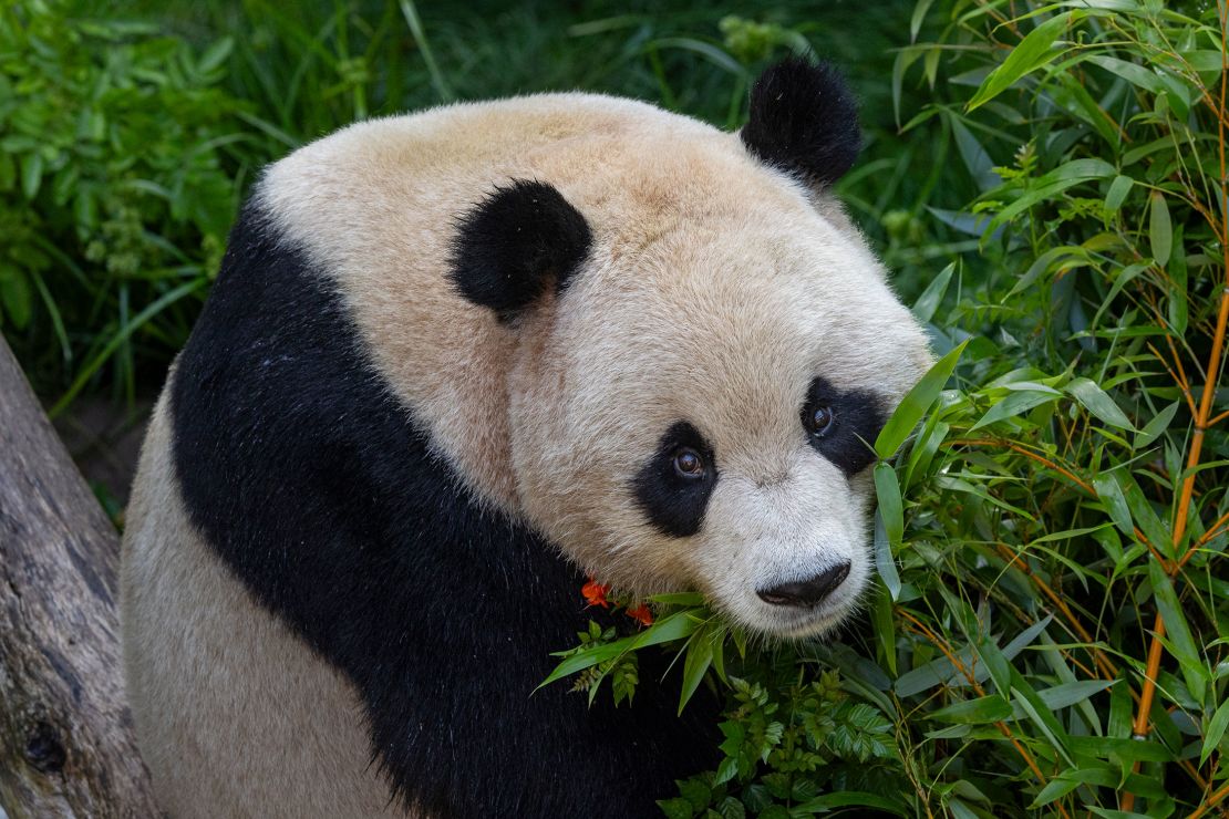 Yun Chuan is a nearly five-year-old male who can be identified by his "long, slightly pointed nose," the zoo said.