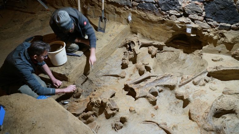 While renovating his wine cellar in Gobelsburg in the district of Krems, Andreas Pernerstorfer discovered a treasure: he came across huge bones that turned out to be Stone Age mammoth bones. He reported the find to the Federal Monuments Office, which referred him to the Austrian Archaeological Institute of the Austrian Academy of Sciences (OeAW).