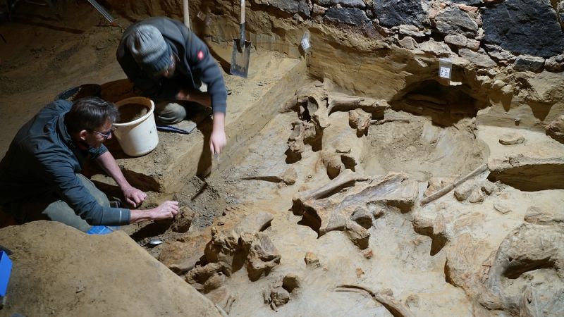 Centenas de ossos de mamute descobertos em uma adega austríaca Centenas de ossos de mamute descobertos em uma adega austríaca