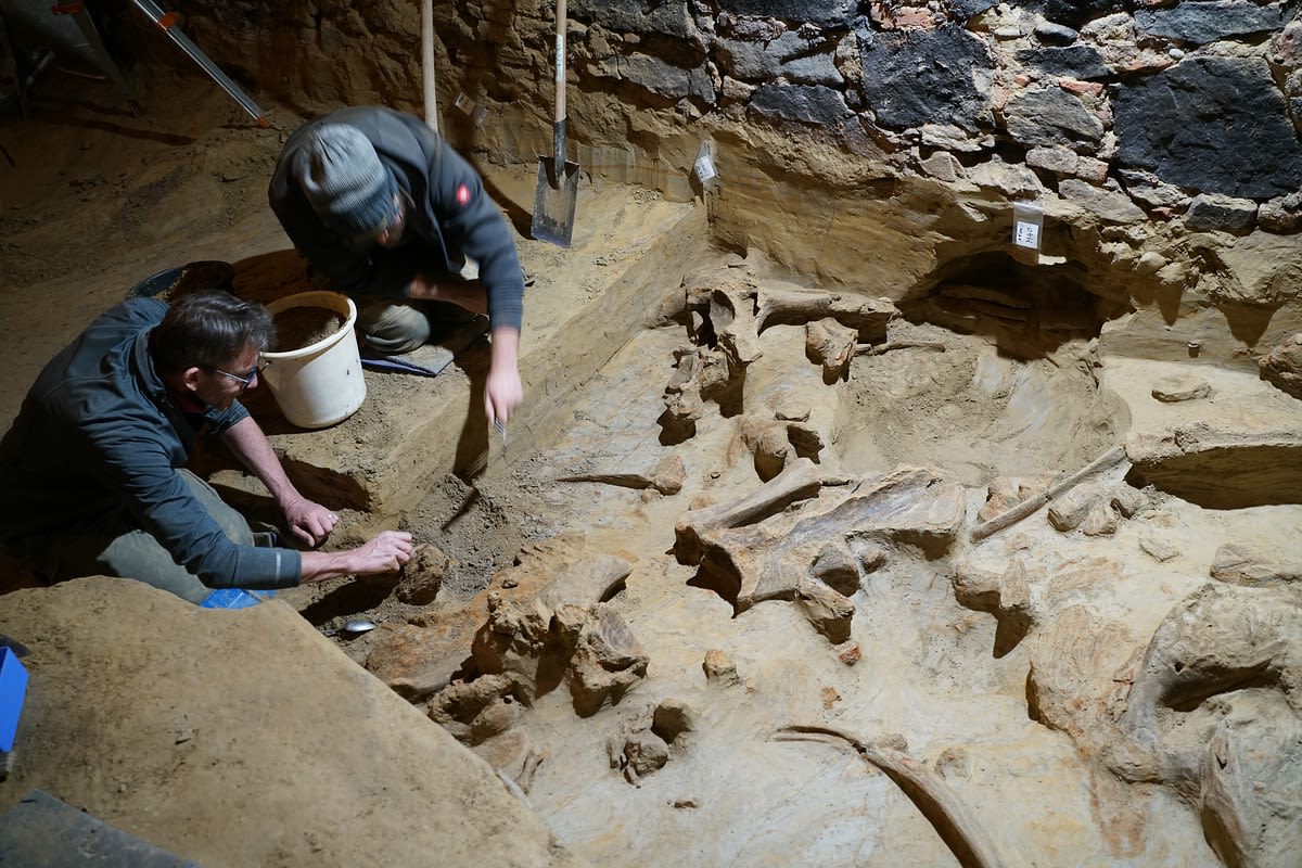 Hundreds of mammoth bones discovered in Austrian wine cellar | CNN