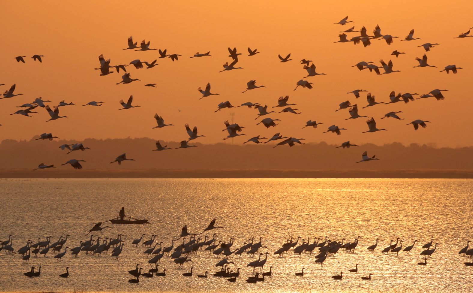 The destruction of the western population means that now, almost every Siberian crane spends the winter at Poyang Lake in China. The lake’s clear waters and its seasonal ebb and flow means that the water celery that the cranes eat grows abundantly. However, a proposed dam on the lake, which conservations say would <a href="index.php?page=&url=https%3A%2F%2Fphys.org%2Fnews%2F2022-12-threaten-china-migratory-bird-haven.html" target="_blank">disrupt the ecosystem</a>, could threaten the crane’s food supply in their last haven.