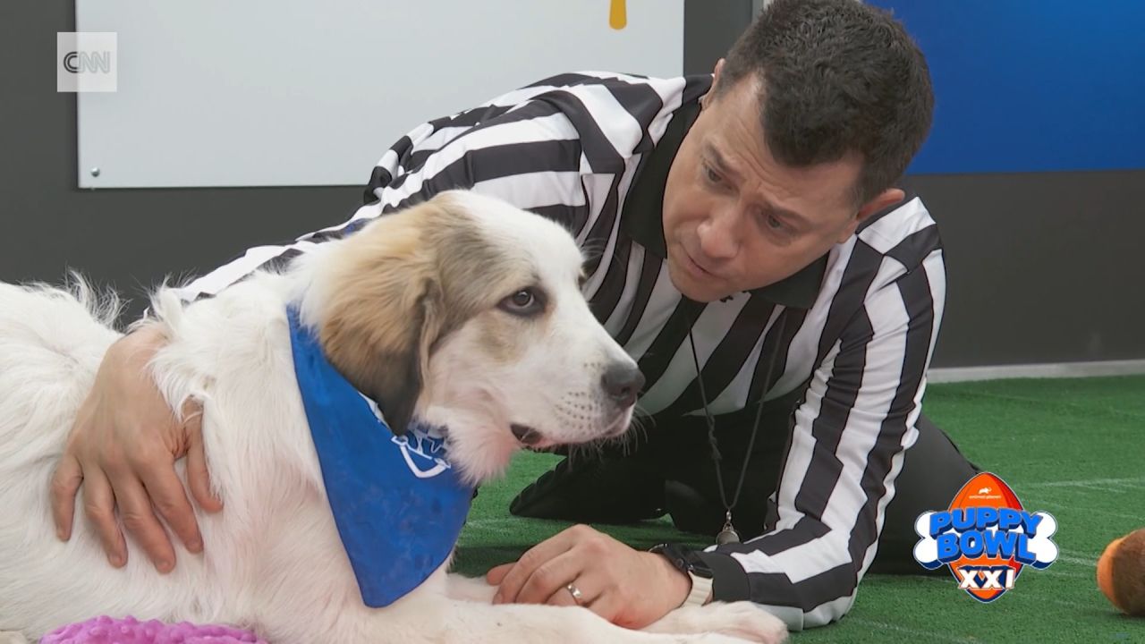 <p>Puppy Bowl referee Dan Schachner talks about the twenty first edition of the tail-wagging television event. Rick Damigella reports.</p>
