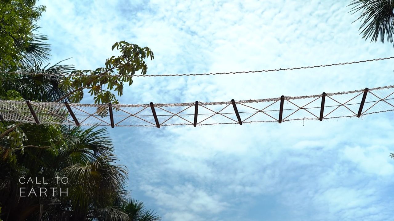 <p>Brazilian biologist Fernanda Abra was recognized by the Whitley Fund for Nature for her pioneering work to build and monitor low-cost canopy bridges over Highway BR-174 in the Amazon rainforest, to protect tree-dwelling mammals from road vehicles. </p>