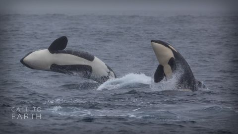 <p>A research team in British Columbia, Canada, is using artificial intelligence to track orca populations and help shape strategies to protect their habitat.</p>