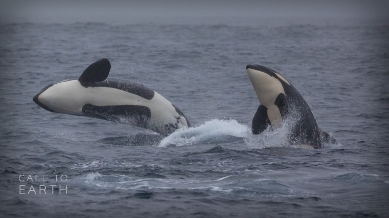 <p>A research team in British Columbia, Canada, is using artificial intelligence to track orca populations and help shape strategies to protect their habitat.</p>