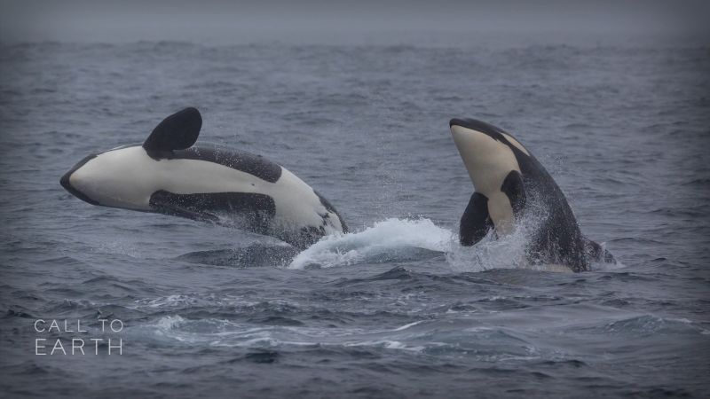 Monitoring killer whales with AI