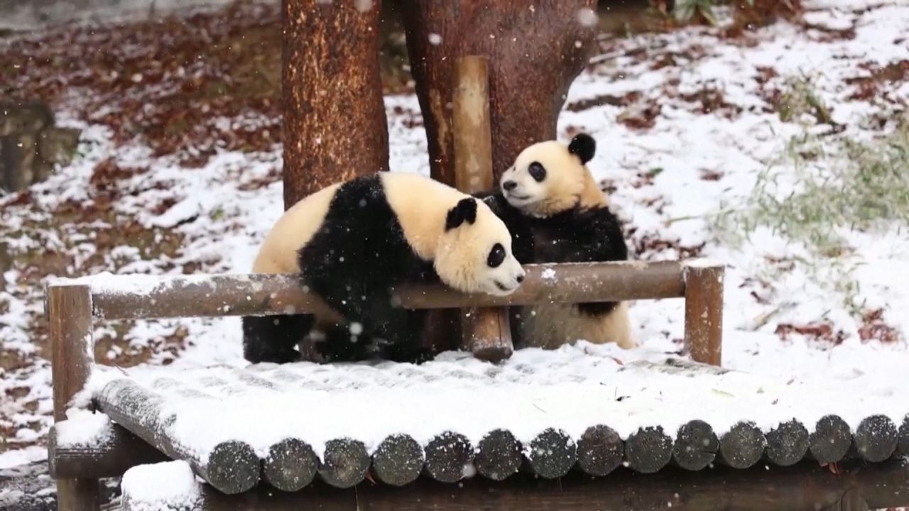 <p>South Korea's twin panda cubs, Rui Bao and Hui Bao have enjoyed their first taste of winter amid record November snowfall in the country's capital. The panda cubs, born in July 2023, were kept inside last winter, according to Reuters. </p>