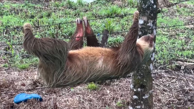 What Costa Rica’s rise in crime means for tourists seeking ‘pura vida’